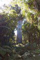 Lord of the Forest