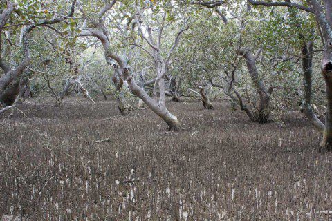 Mangrove Swamp