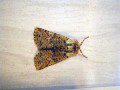 Moth
