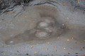 Patterns in the Mud