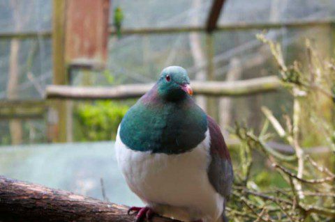 New Zealand Pigeon or Kererร
ยซ New Zealand Pigeon or Kererร
ยซ