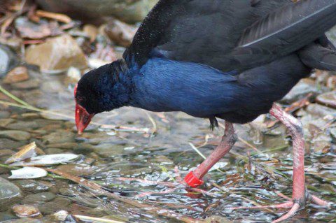 Pukeko Pukeko