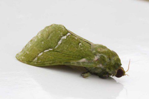Puriri Moth