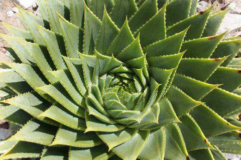 Succulent