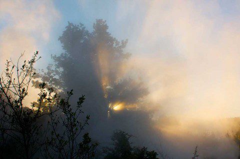 Sunlight