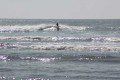 Surfing The Bar, Whangamata