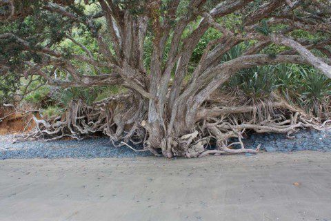 Tree Roots