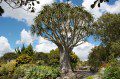 Tree Aloe