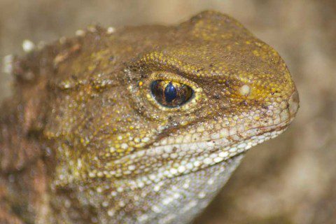 Tuatara Tuatara