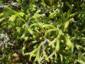 Vegetation