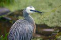 White-faced Heron