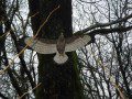Buzzard