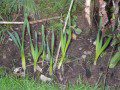 Daffs