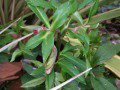 Hellebore