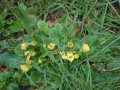 Primrose
