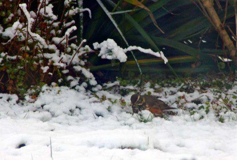 Redwing