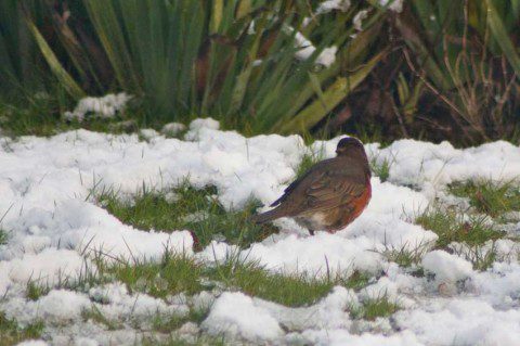 Redwing