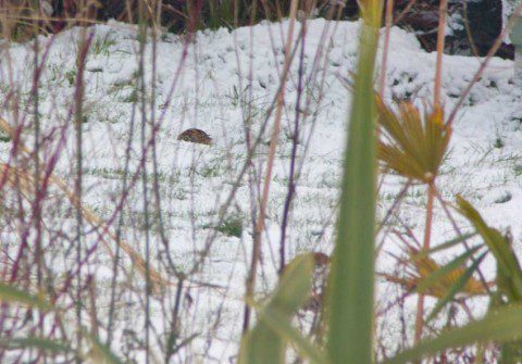 Snipe