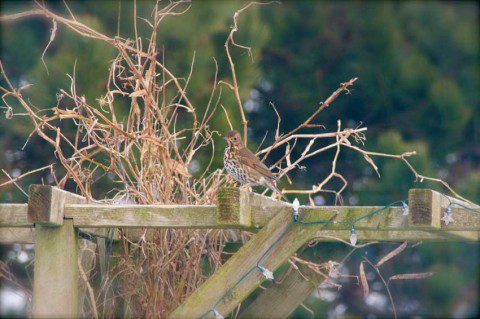 Thrush