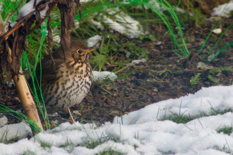 Thrush