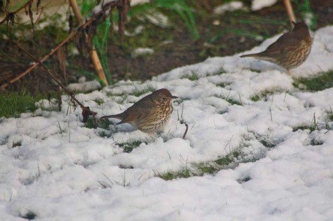Winter Birds