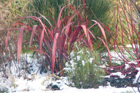 Winter Colour in the Garden