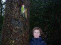 Woodpecker