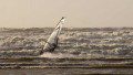 Windsurfing at Ynyslas