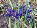 Crocuses