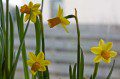 Daffs