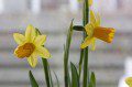Daffs
