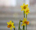 Daffs