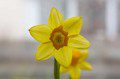Daffs