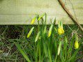 Narcissus