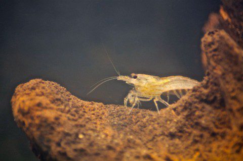 Shrimp