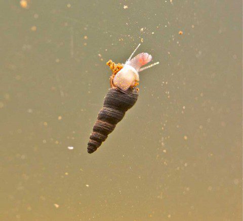 Snail