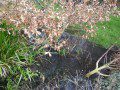 Waterlogged Garden