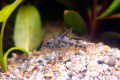 Peppered Corydoras