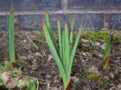 Sprouting Aliums and Baby Aliums