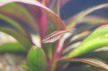 Cherry Barb