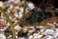 Peppered Corydoras