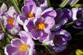Crocus