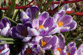 Crocuses