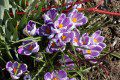 Crocuses