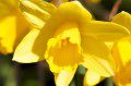 Daffodil