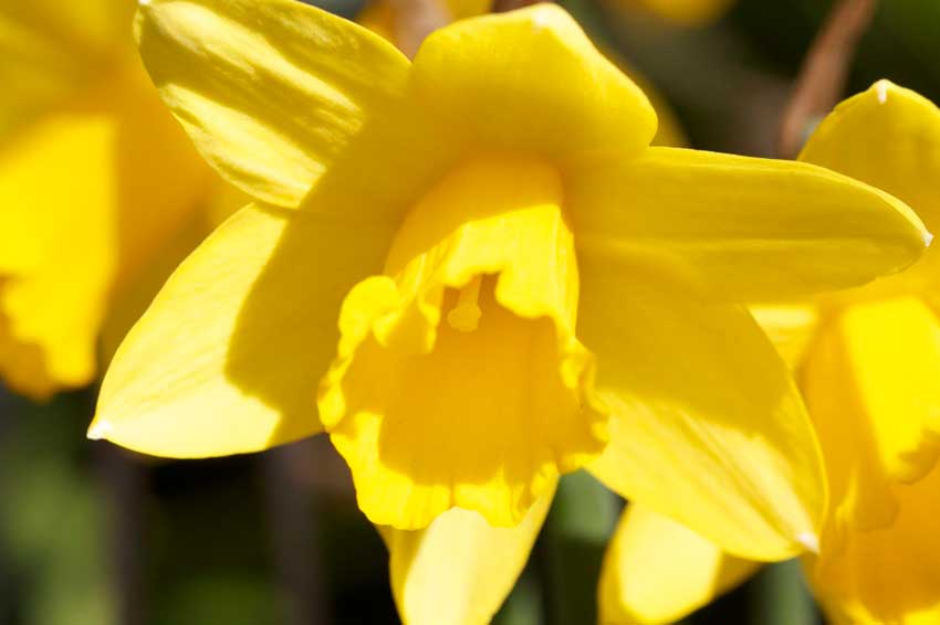 Easter Sunday Flowers - A Simple Life of Luxury