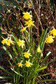 Daffodils