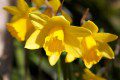 Daffodils
