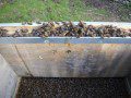 Dead Bees