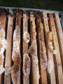 A Dead Colony